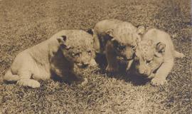White Lions of Timbavati