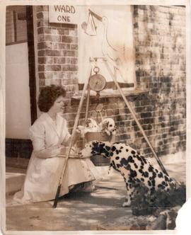 DOGS and mad Englishmen-f...