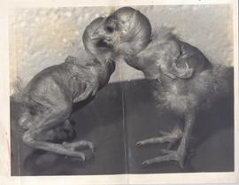 Featherless Fowls