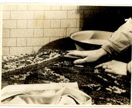 Scrubbing Rugs