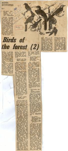 Birds of The Forest 2