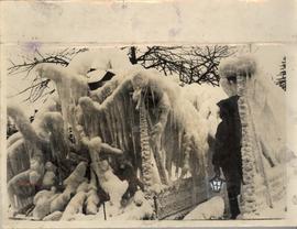 The Trees with an Artisti...