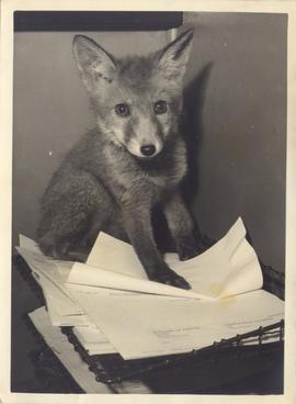 11 Weeks Old Fox Cub