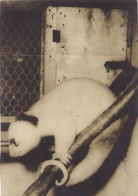 The Zoo's Newest Exhibit