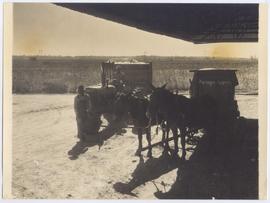 Cotton Picking by the Mis...