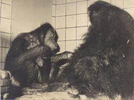 With the Birth of an Oran...