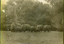 Elephants