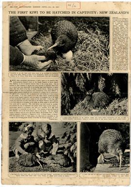 The First Kiwi to Be Hatc...