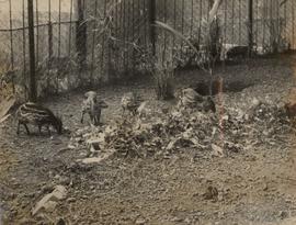 Mousedeers in the Zoo