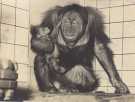 Second Birth of Crang Out...