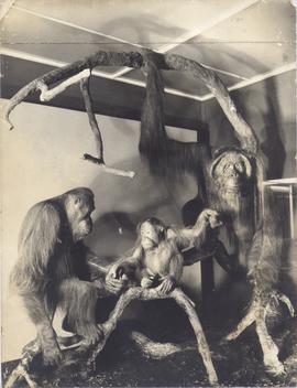 The Natural Science Museu...