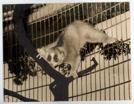 Coyote, Lions, Loris and ...