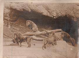Lions