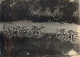 Deers, elks, Mousedeers