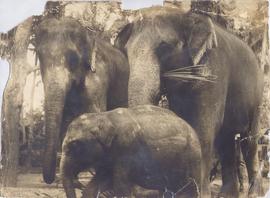 Elephants