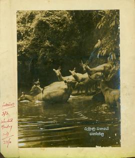 Rasawahini