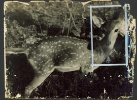 A frightened fawn stares ...