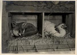 Charlie and Hen Sit Happily
