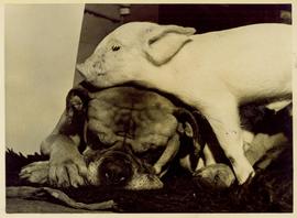 Boxer Bitch and Pig