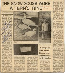 The Snow Goose Wore a Ter...