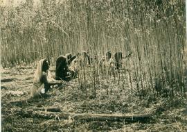 Jute Harvesting