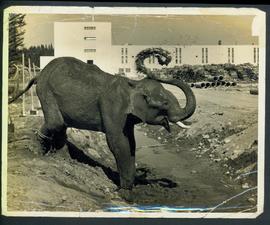 Balakrishnan The Indian E...
