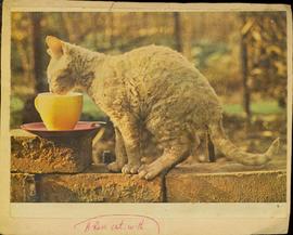 A Rex Cat With a Fine Cur...