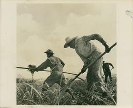 Under U.S.System of Irrig...