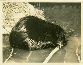 Beavers