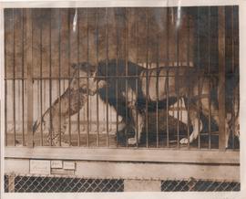 The King's Lions