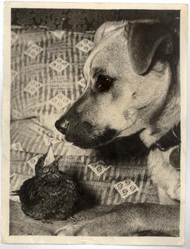 Strage Friendship - Dog a...