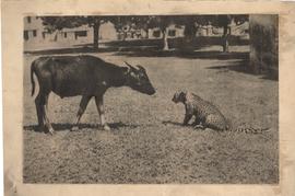 Wild animals of the india...