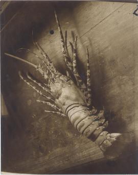 Octopus, Lobster and Sea ...