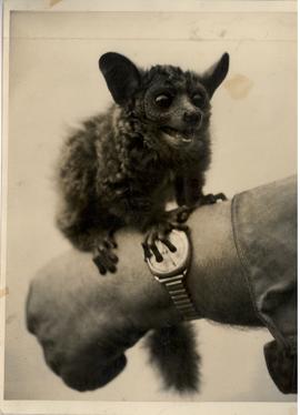 The Bush Baby