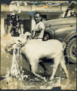 Exit' Ado' the Billy Goat...