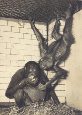 As Orang Utans go 9 Year ...