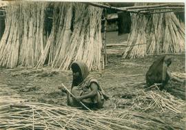 Jute Fibre is Being Separ...