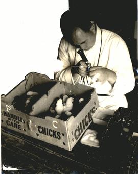 Poultry farming