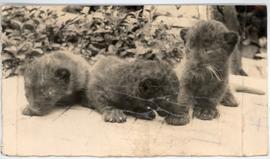 THESE three black panther...