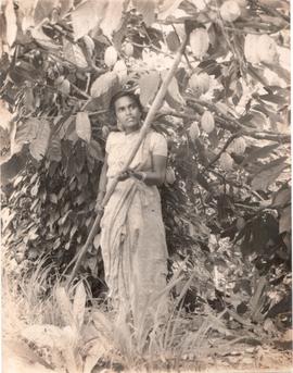 Cocoa Industry