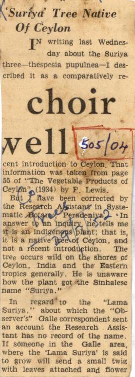 Suriya Tree Native Of Ceylon