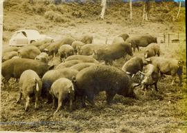 Pig Rearing at the Bopata...