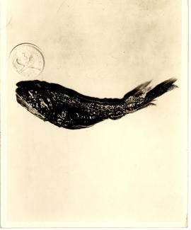 This 'mighty' whale fish ...