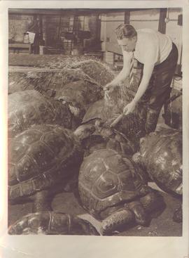 The Giant Tortoises