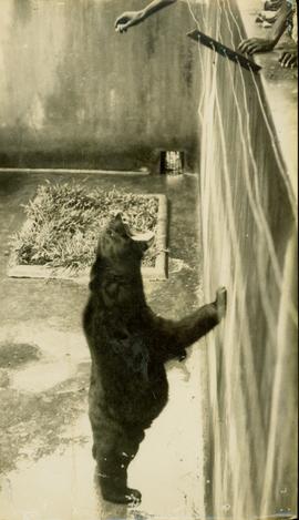 Bears