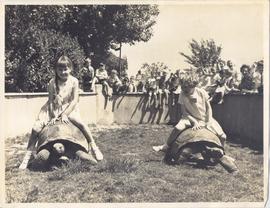 A Race On Giant Tortoises