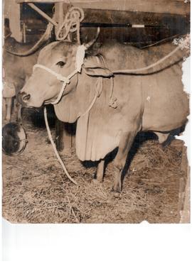 Champian Bull