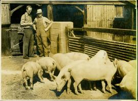 Pigs