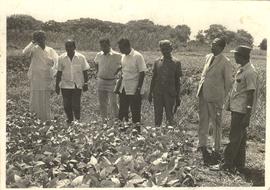 Soya Bean Cultivation at ...