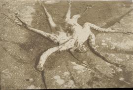 Octopus Caught in Colombo...